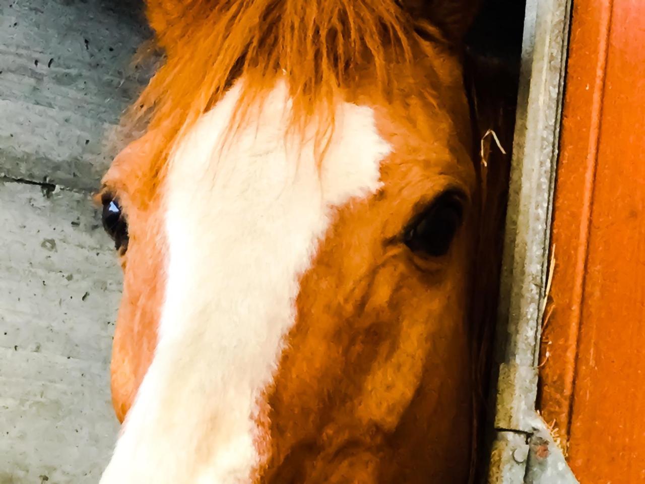 Chevres A Cheval - Apartment アオスタ エクステリア 写真